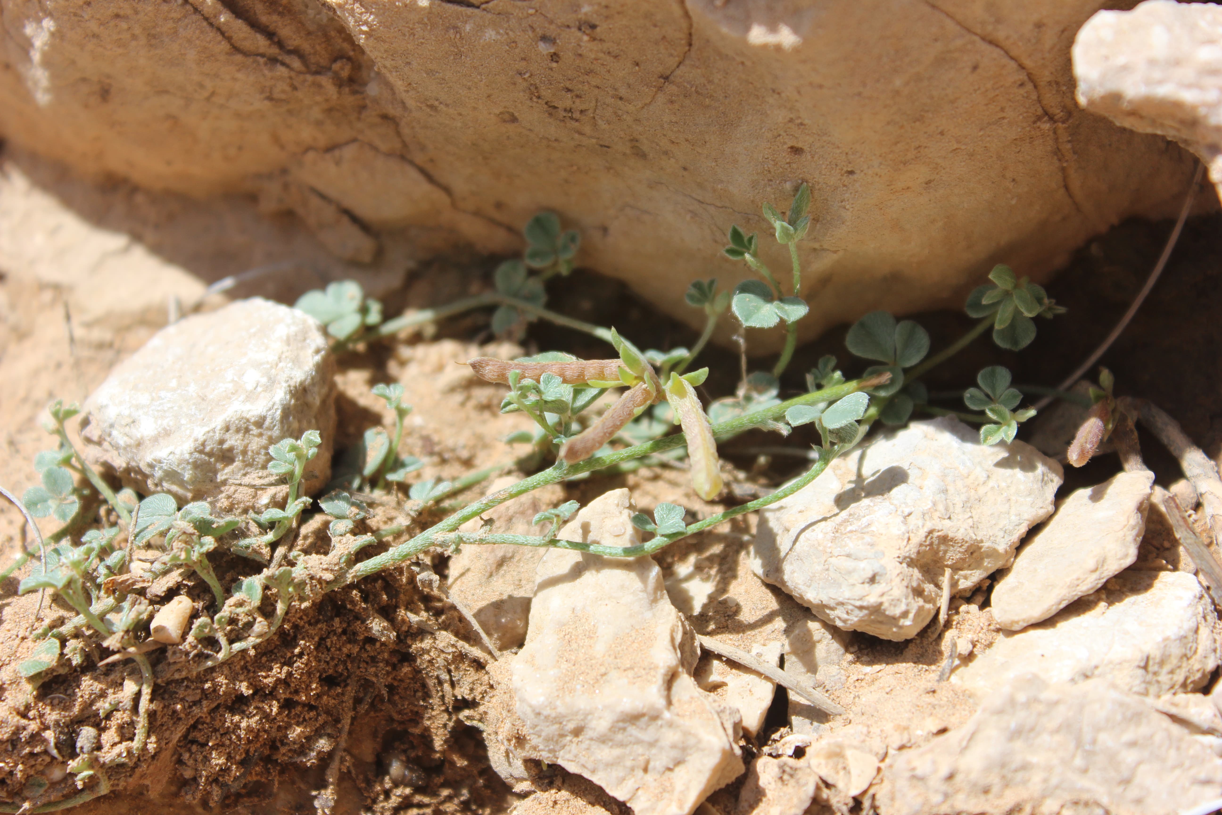 Plant Image